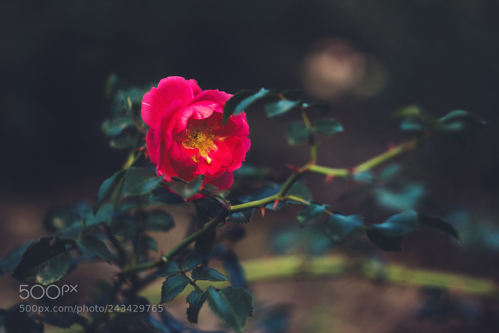 Canon EOS 550D (EOS Rebel T2i / EOS Kiss X4) sample photo. Rose flower photography