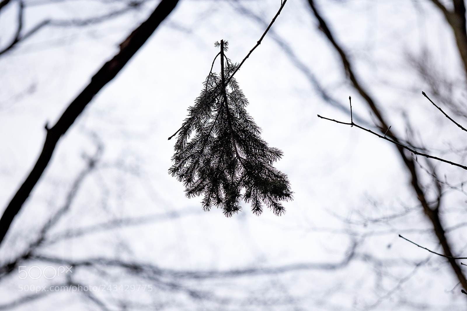 Olympus OM-D E-M1 Mark II sample photo. Helping branch photography