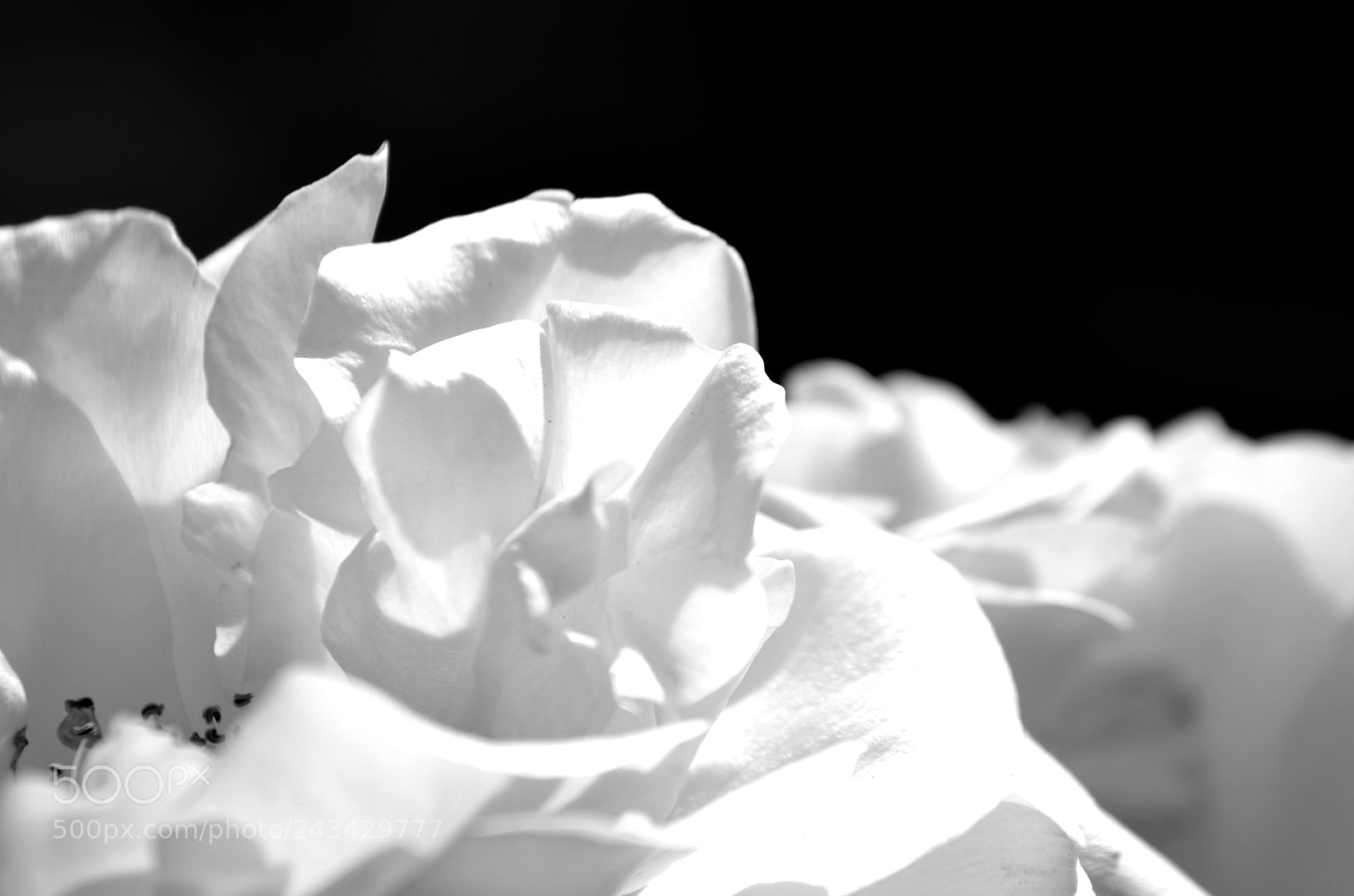 Nikon D5100 sample photo. Petals photography