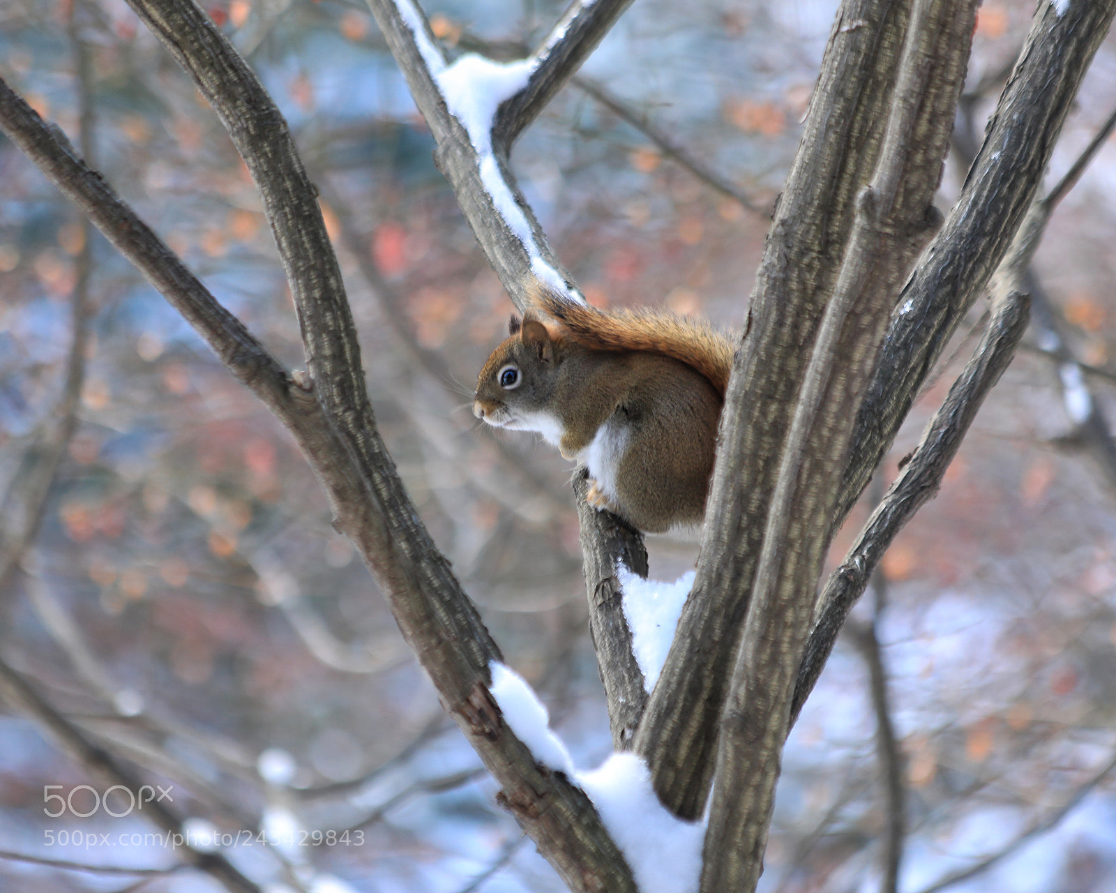 Canon EOS 5D Mark IV sample photo. Squirrel photography