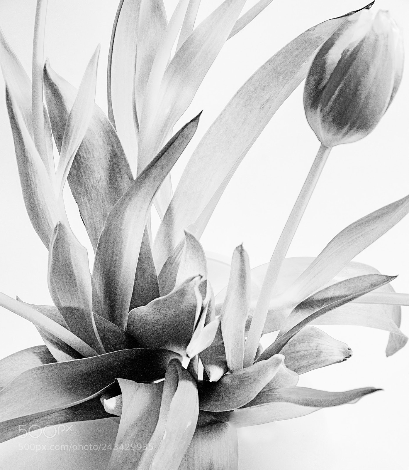 Nikon D300 sample photo. La tulipe photography