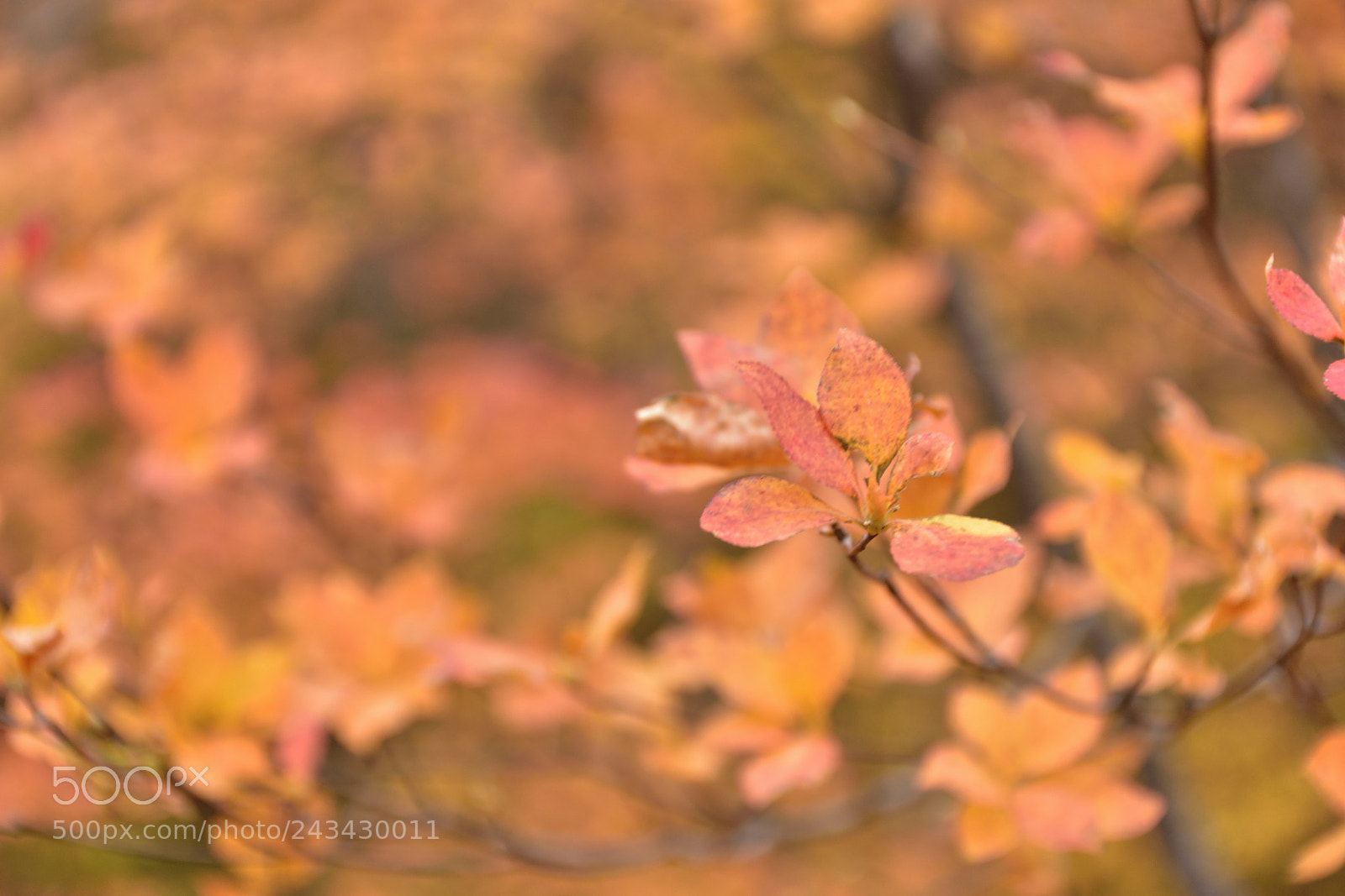 Nikon D5500 sample photo. Turned red photography