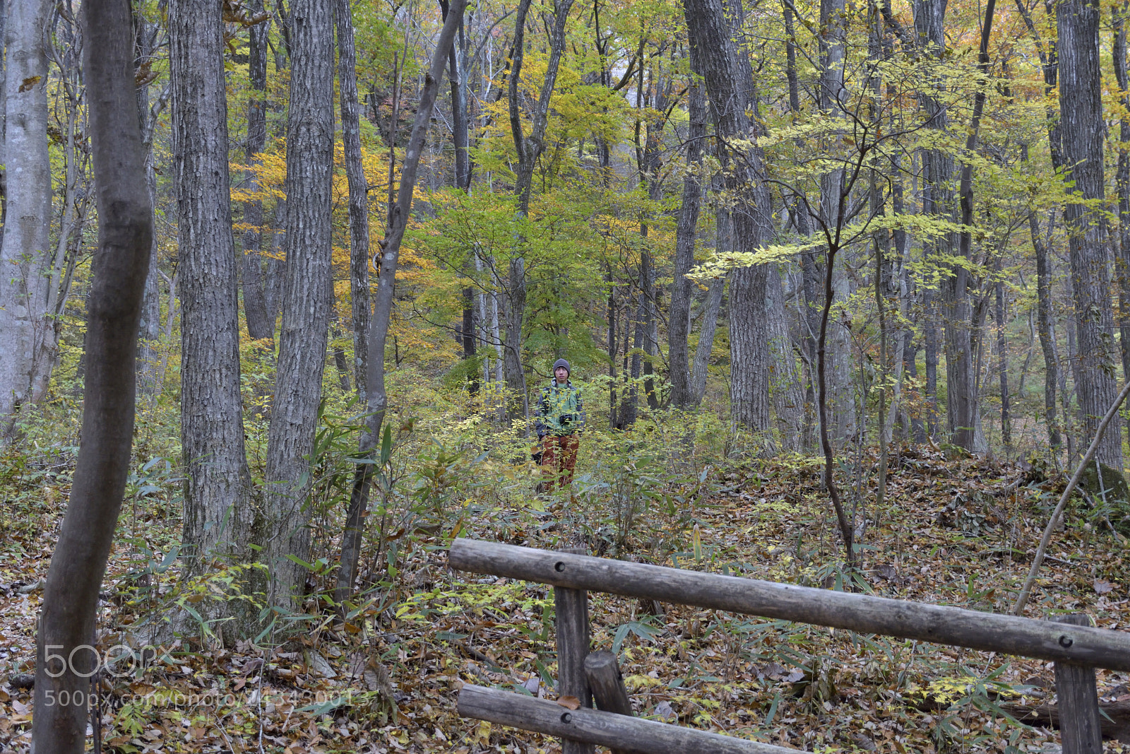 Nikon D5500 sample photo. Forest photography