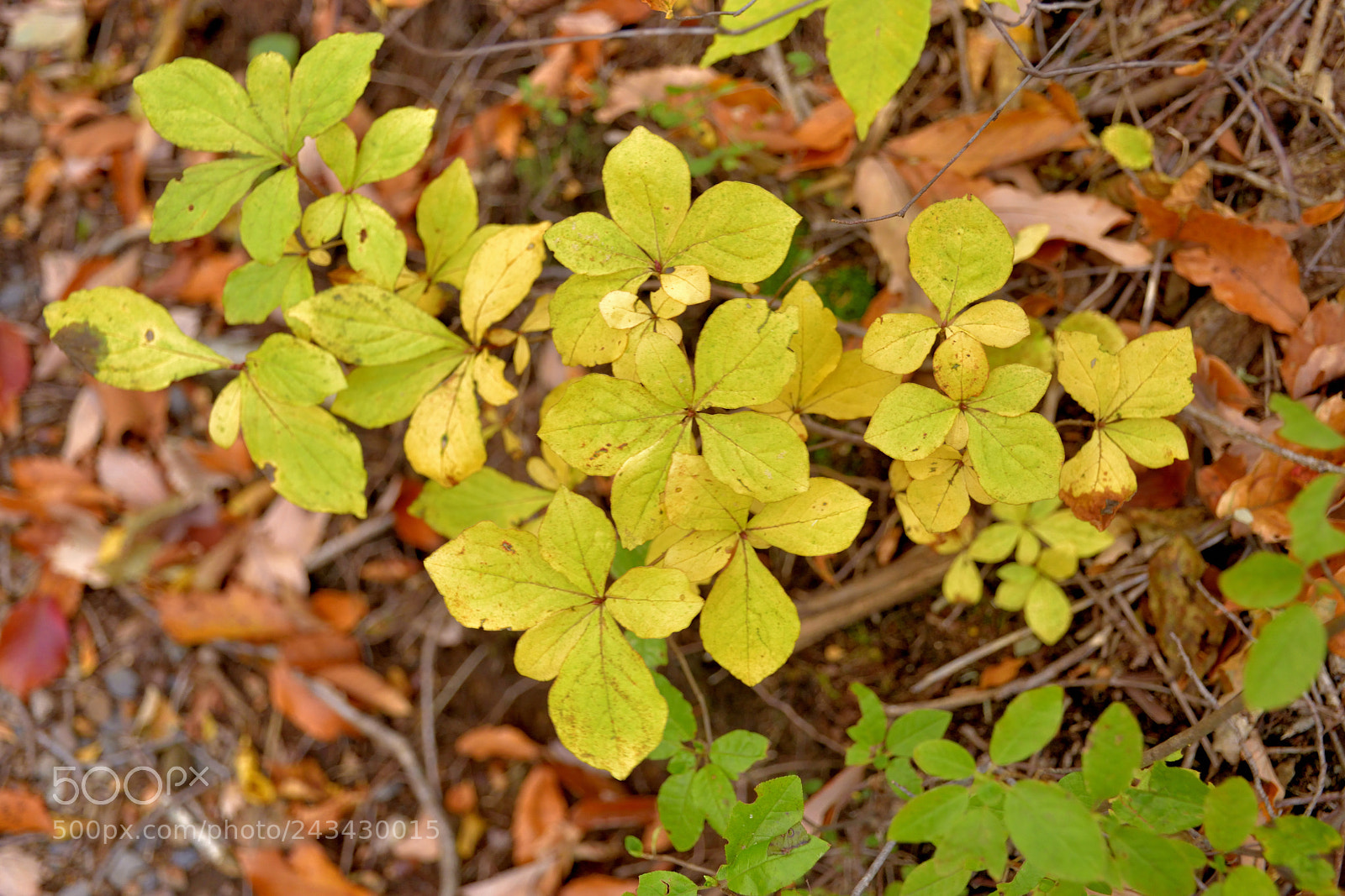 Nikon D5500 sample photo. Leaves photography
