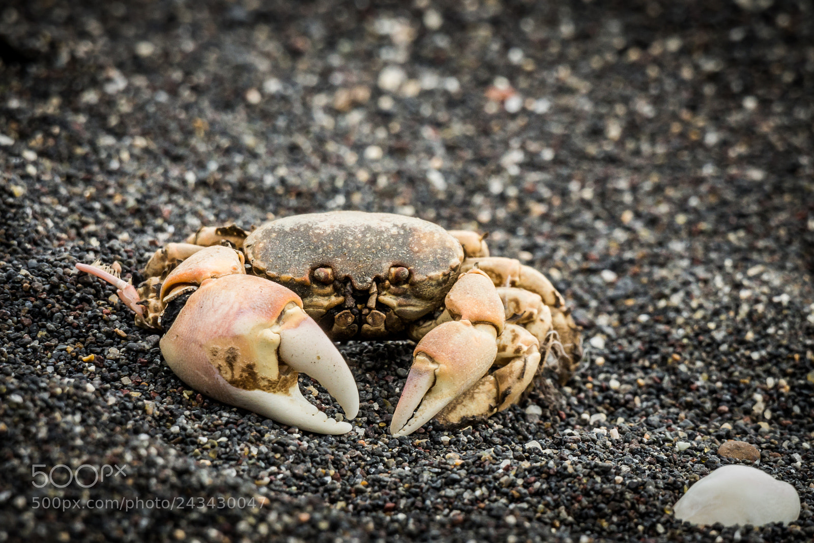 Canon EOS M sample photo. Dead or alive? photography