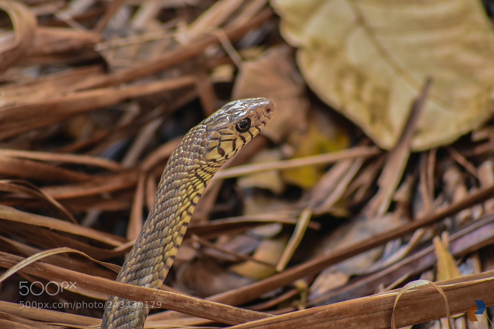Nikon D5500 sample photo. Snake eyes photography