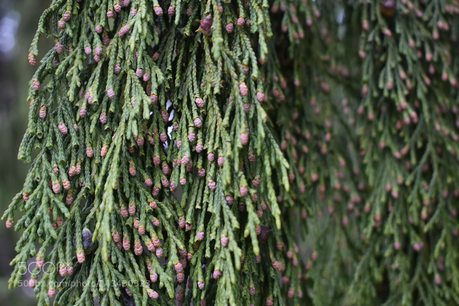 Nikon D3400 sample photo. Plant photography