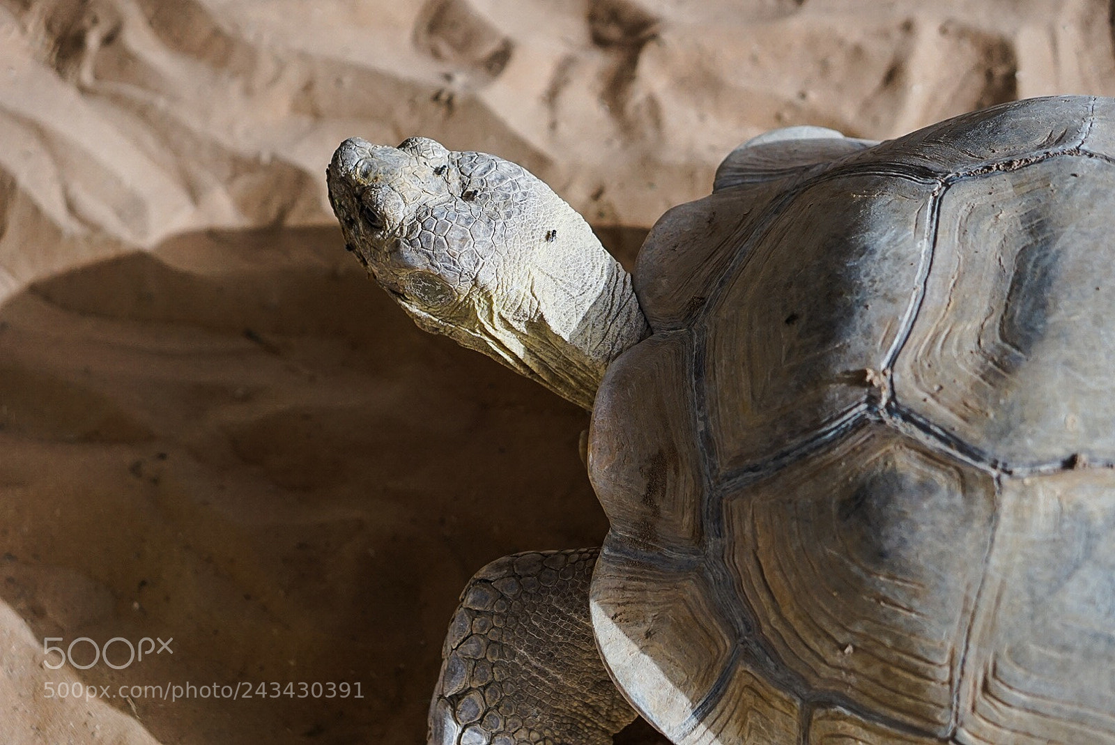 Sony a7 II sample photo. Turtle in the sand. photography