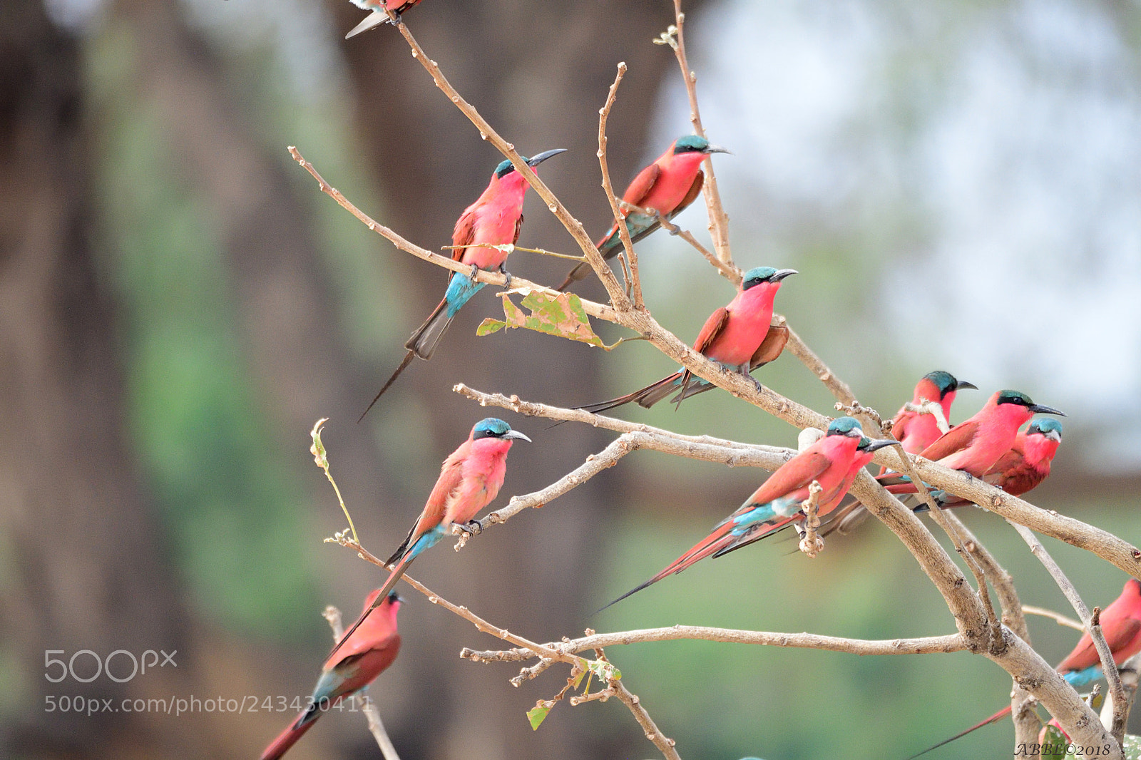 Nikon D500 sample photo. Tree of beauty photography