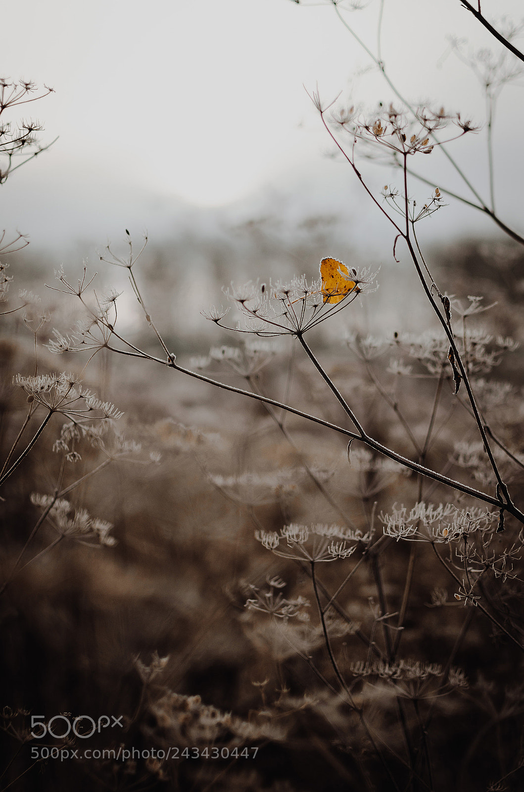 Nikon D5100 sample photo. Like a butterfly photography