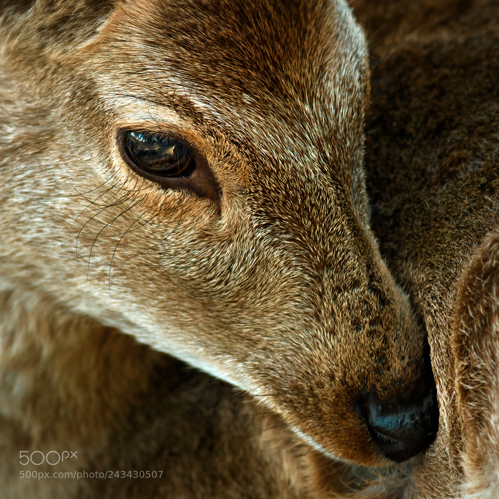 Nikon D300 sample photo. Deer of nara photography