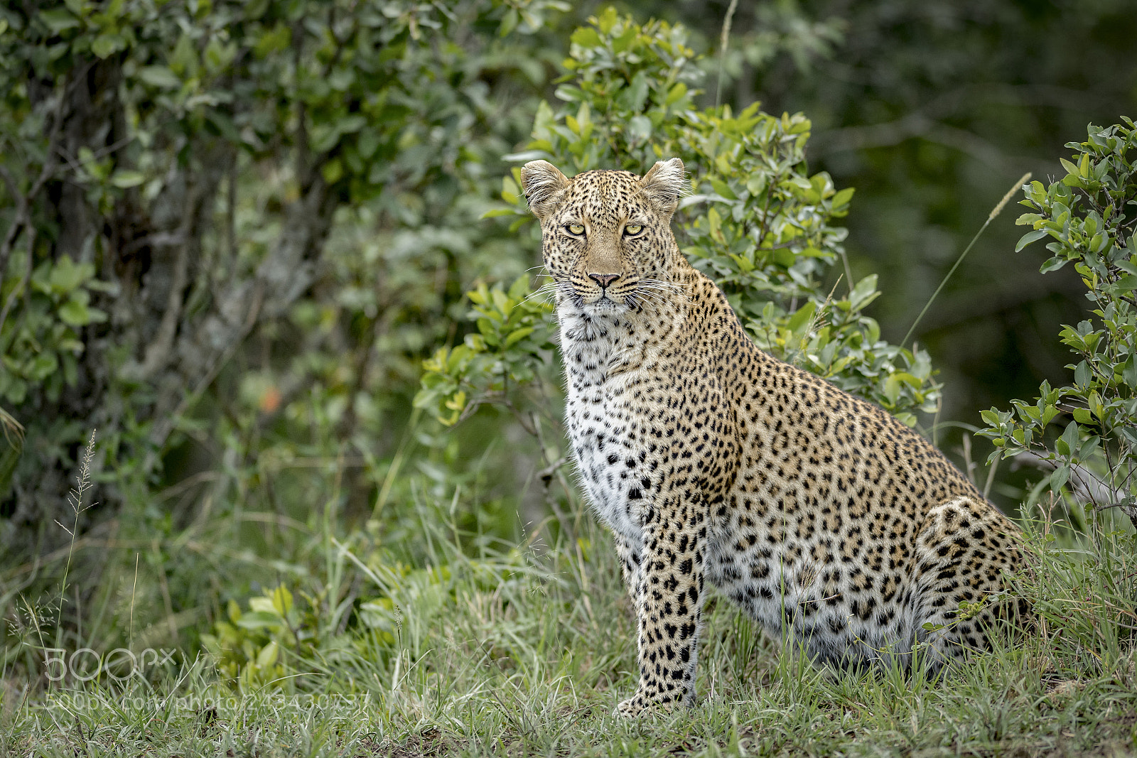 Nikon D5 sample photo. Leopard photography