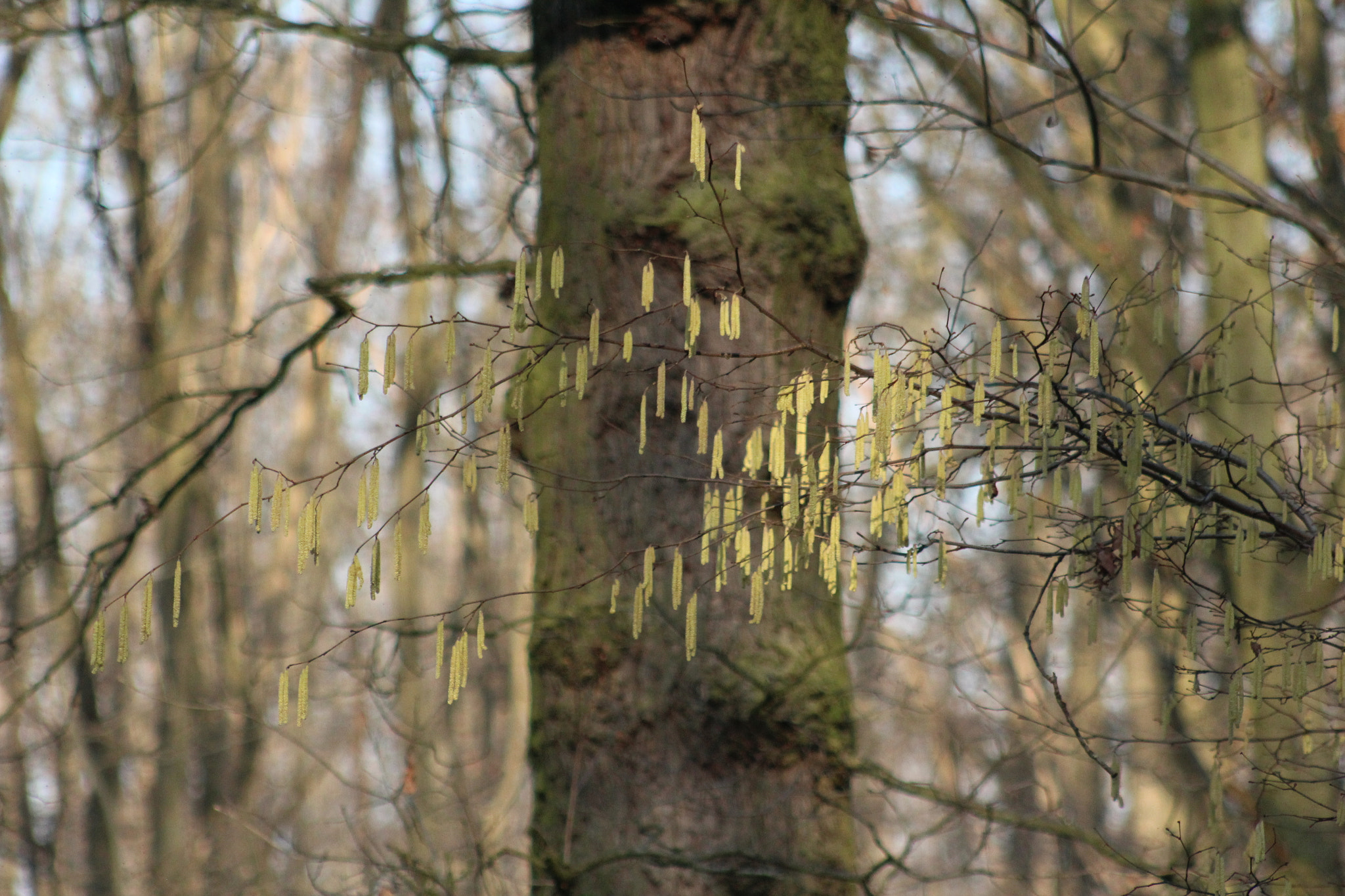 Canon EF 75-300mm f/4-5.6 USM sample photo. Img photography