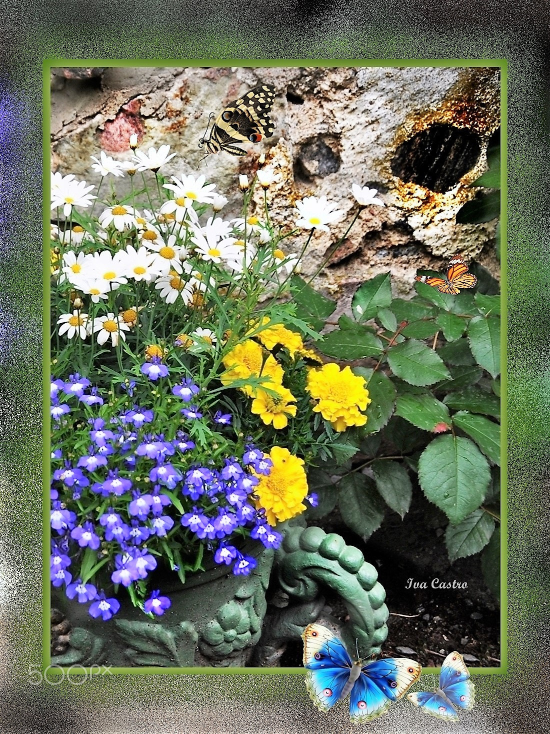 Nikon D5000 sample photo. Série flores ... (foto n° 2058) photography