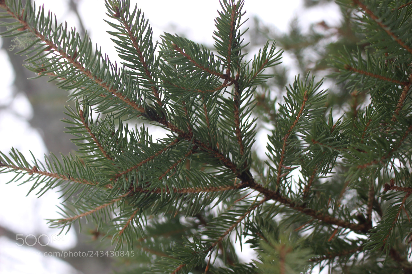 Canon EOS 100D (EOS Rebel SL1 / EOS Kiss X7) sample photo. Winter trance photography