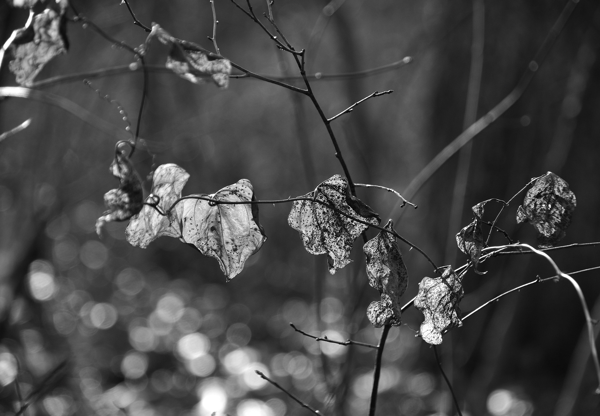 Sigma 18-250mm F3.5-6.3 DC Macro OS HSM sample photo. Winter light photography
