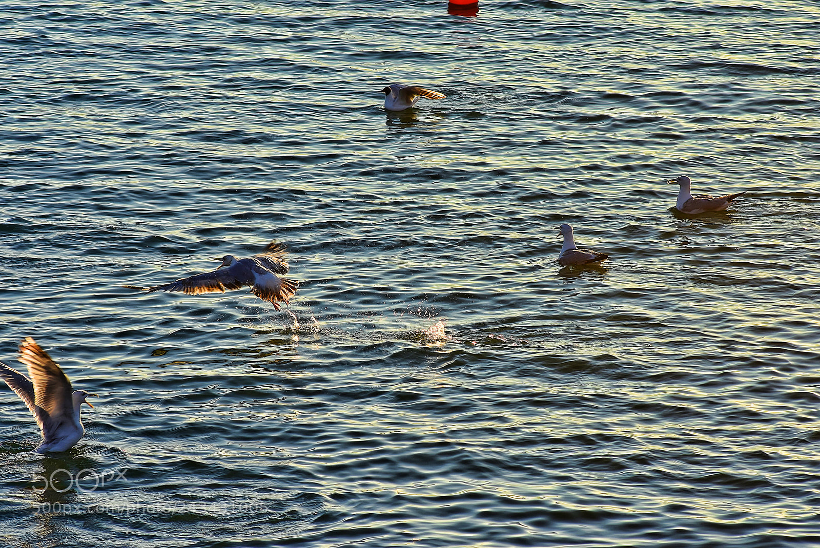Nikon D3400 sample photo. Flying birds photography