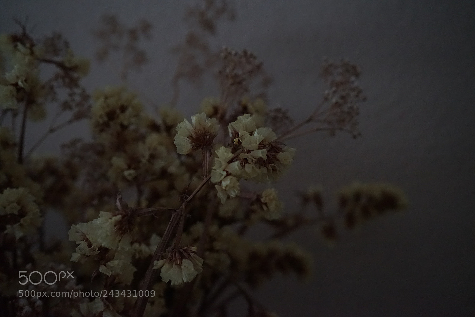 Sony a7 sample photo. Flores photography