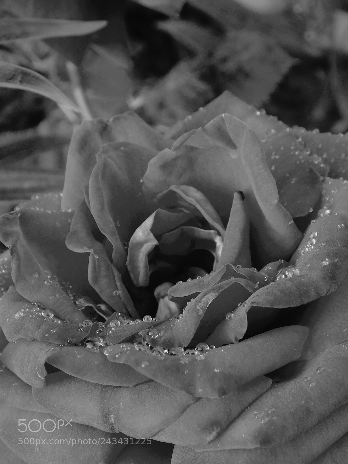 Nikon Coolpix L840 sample photo. Black and white beauty photography