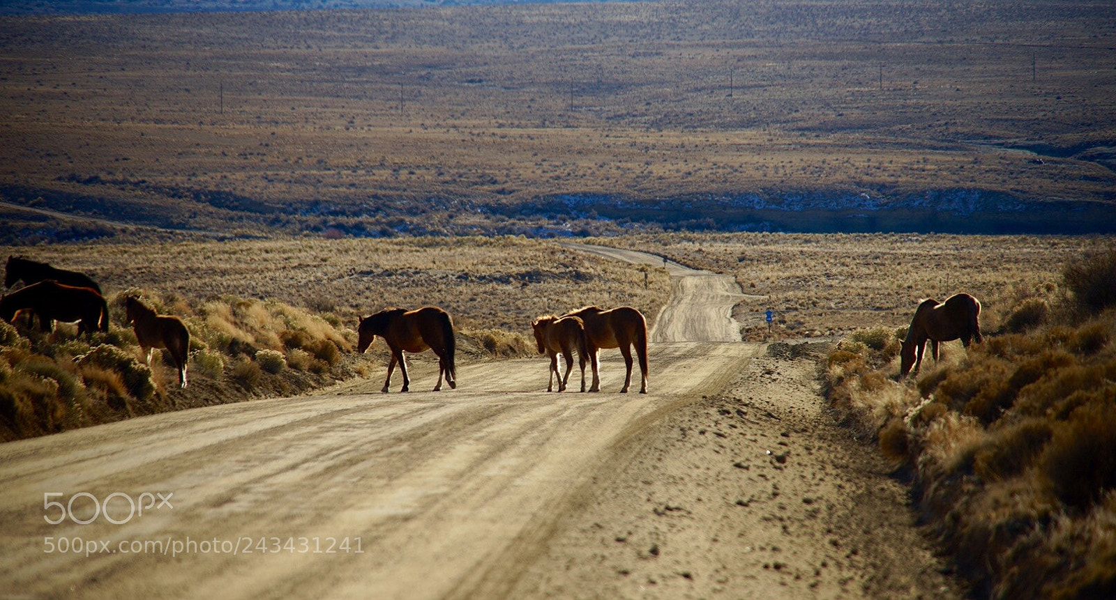 Sony a7 II sample photo. Wild horses photography