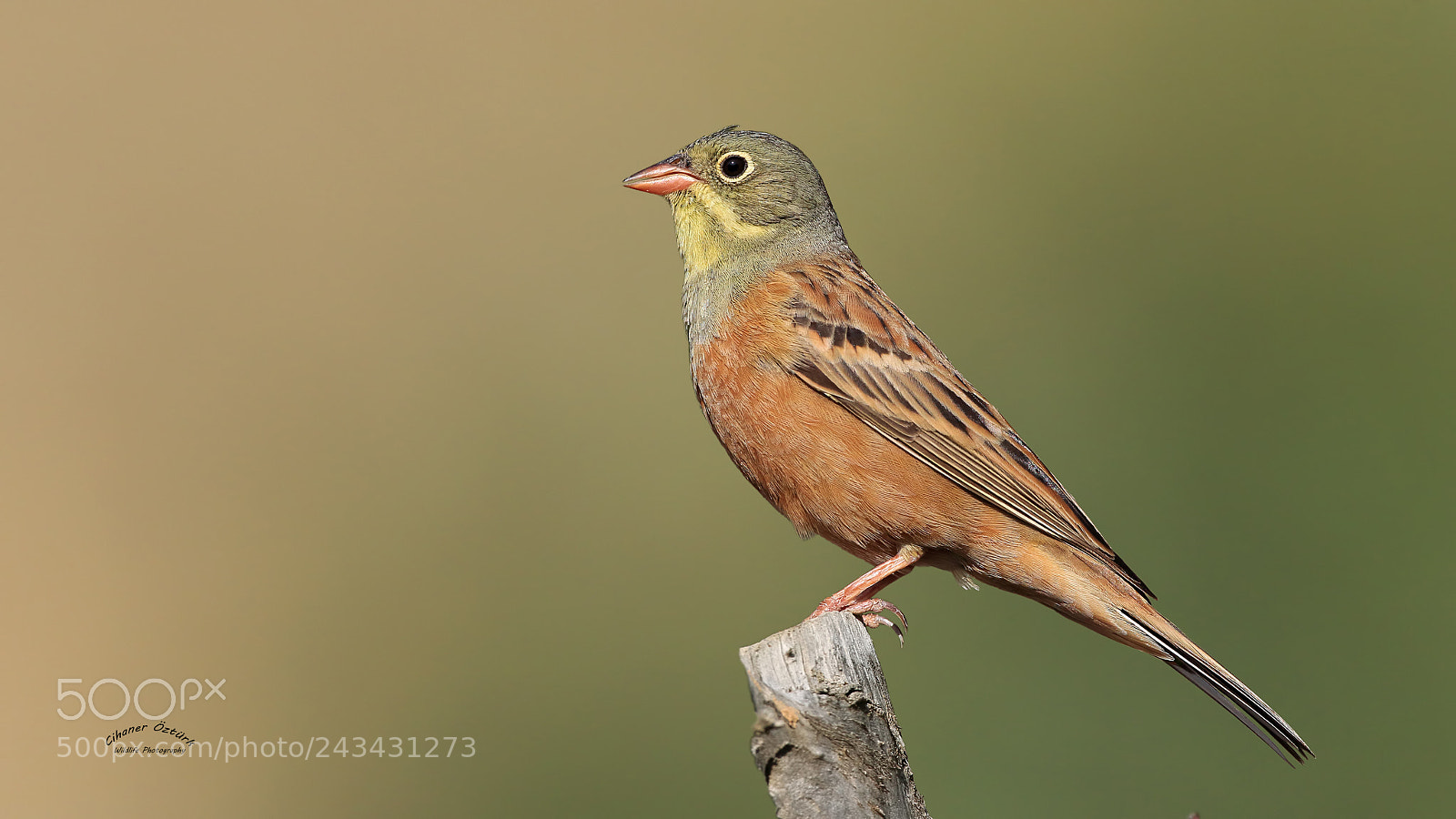 Canon EOS 7D Mark II sample photo. Ortolan bunting. photography
