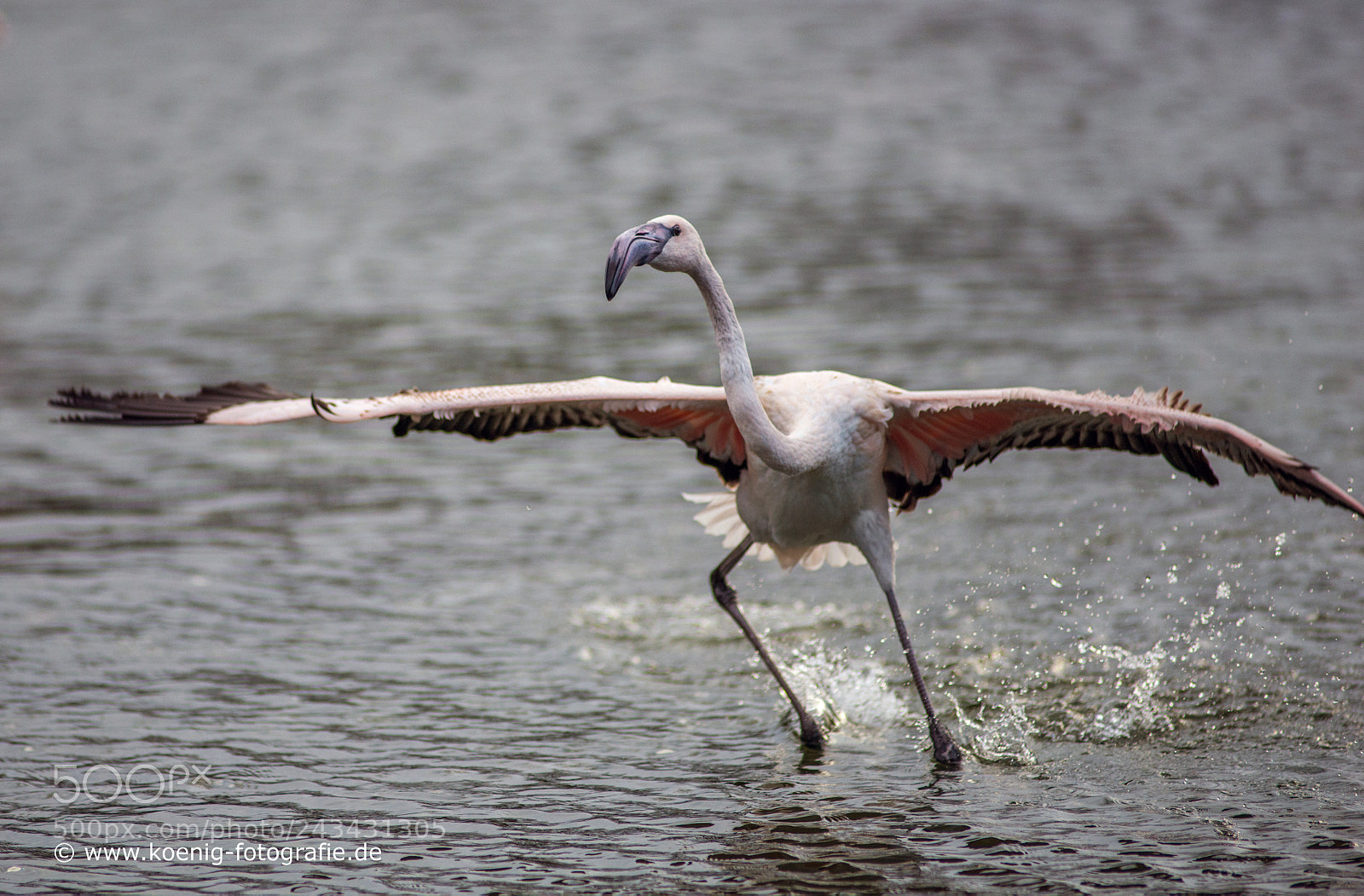 Nikon D800 sample photo. Flamigo landing photography