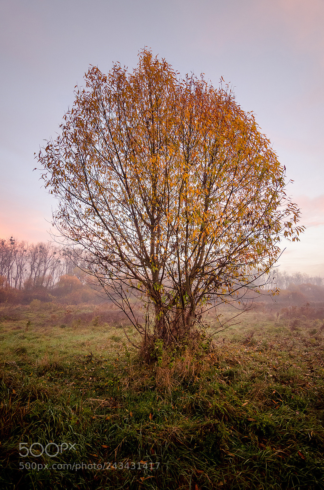 Nikon D5100 sample photo. Lonely tree photography