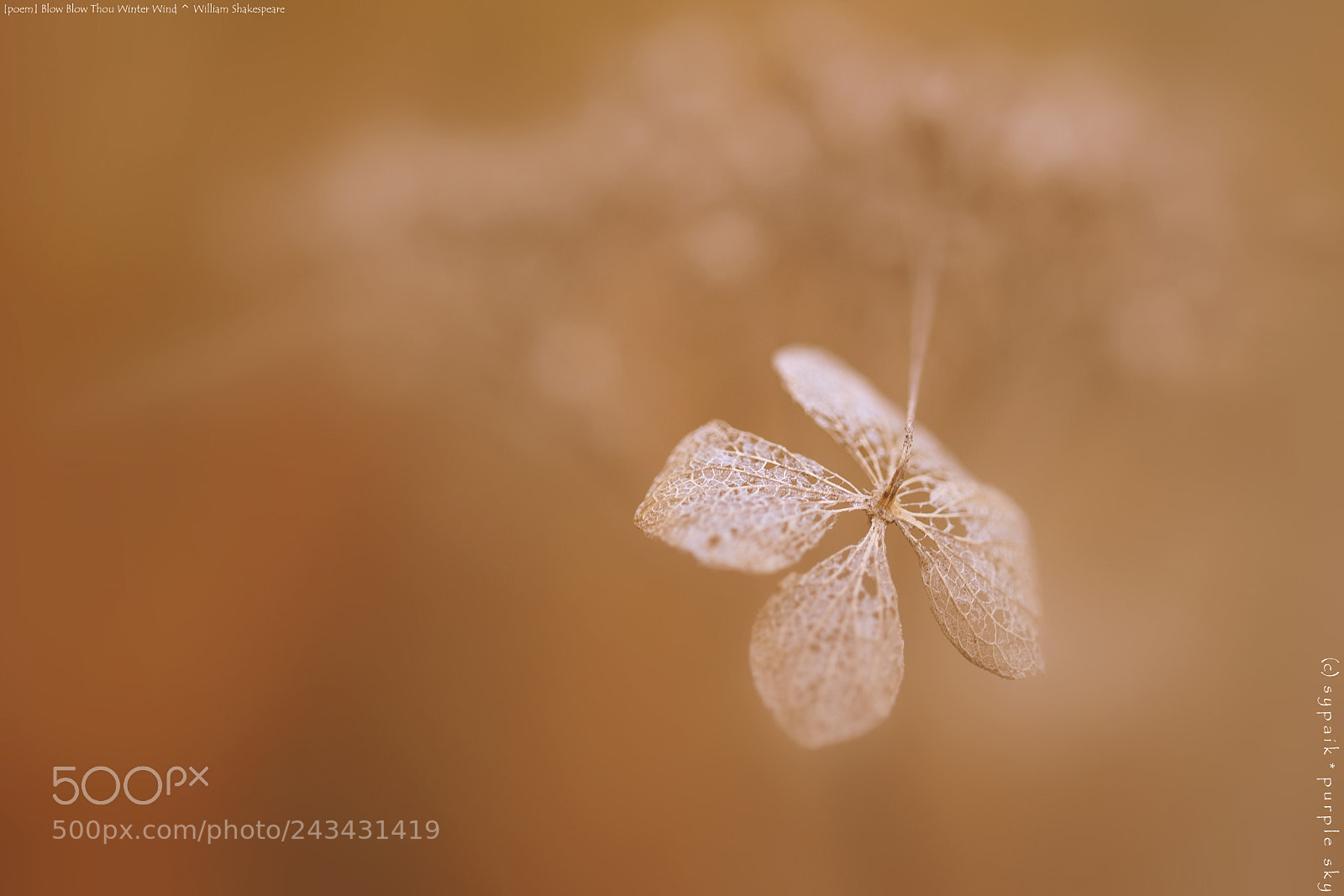 Nikon AF-S Micro-Nikkor 60mm F2.8G ED sample photo. Blow, blow, thou winter photography