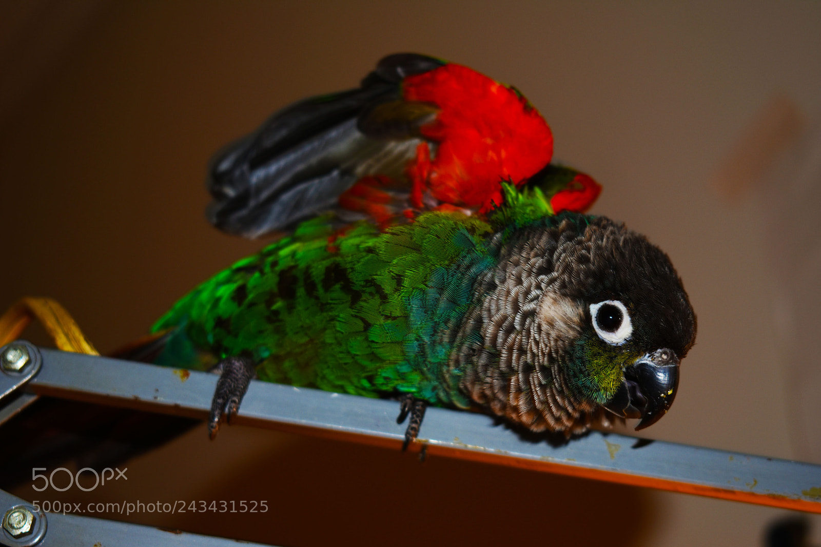 Nikon D3400 sample photo. Animal photography