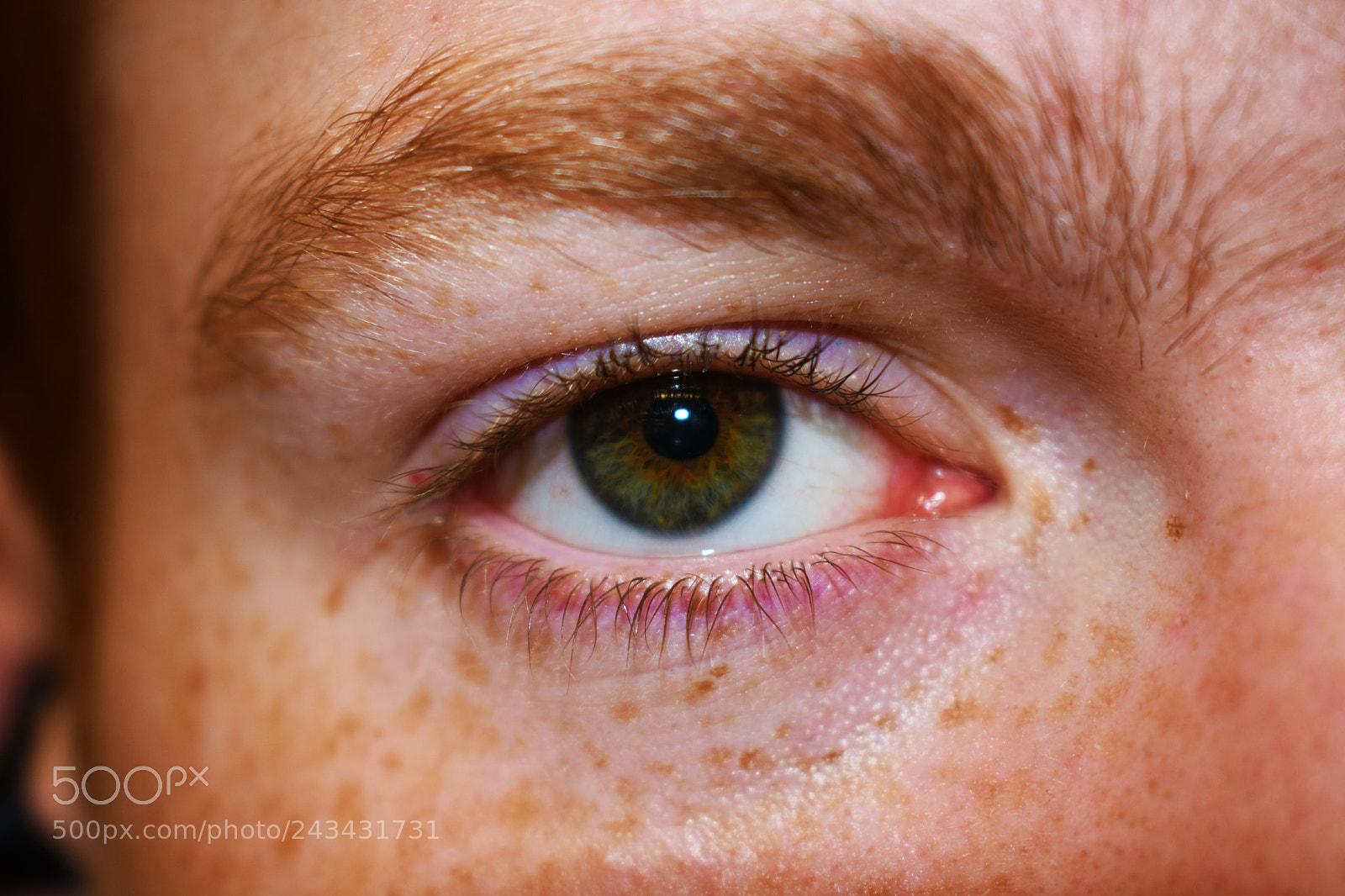 Nikon D3400 sample photo. Macro photography