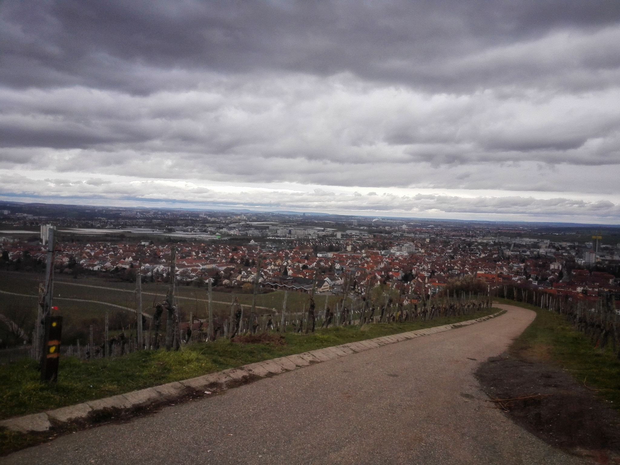 HUAWEI P7-L10 sample photo. Into the vineyard photography