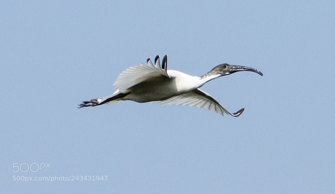 Nikon D7200 sample photo. Flying high !!! photography