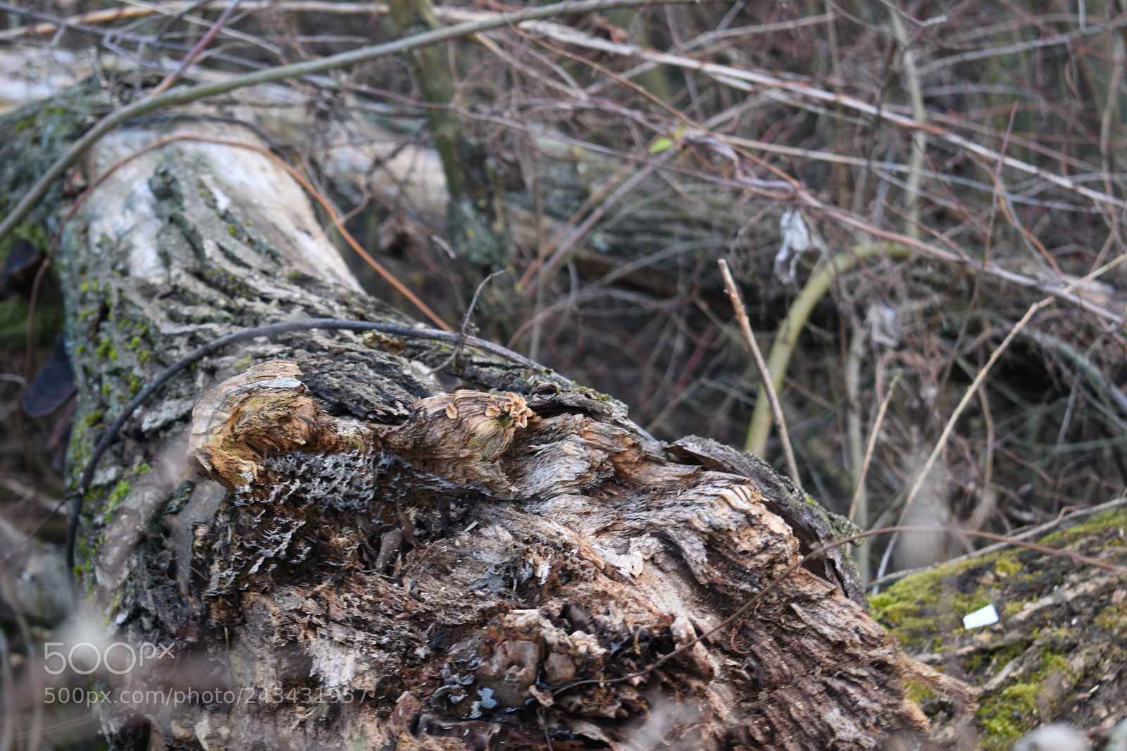 Nikon D5600 sample photo. Dsc photography