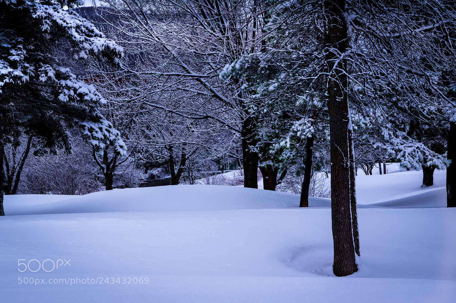 Pentax K-3 II sample photo. Le sous bois photography