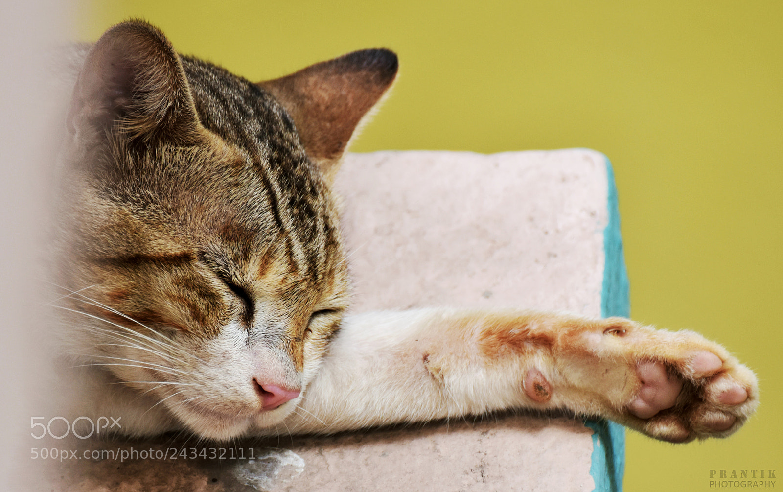 Nikon D5500 sample photo. Sleeping cat photography