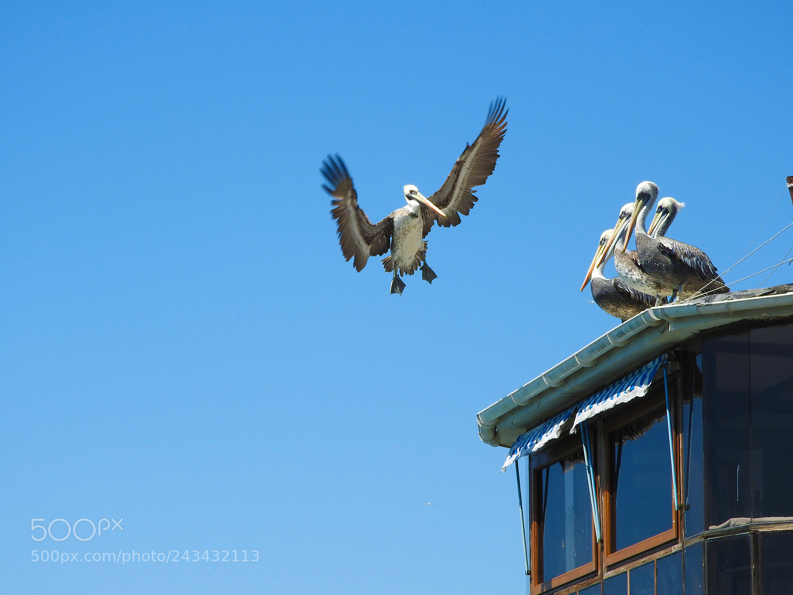 Nikon Coolpix P610 sample photo. Pelicans photography
