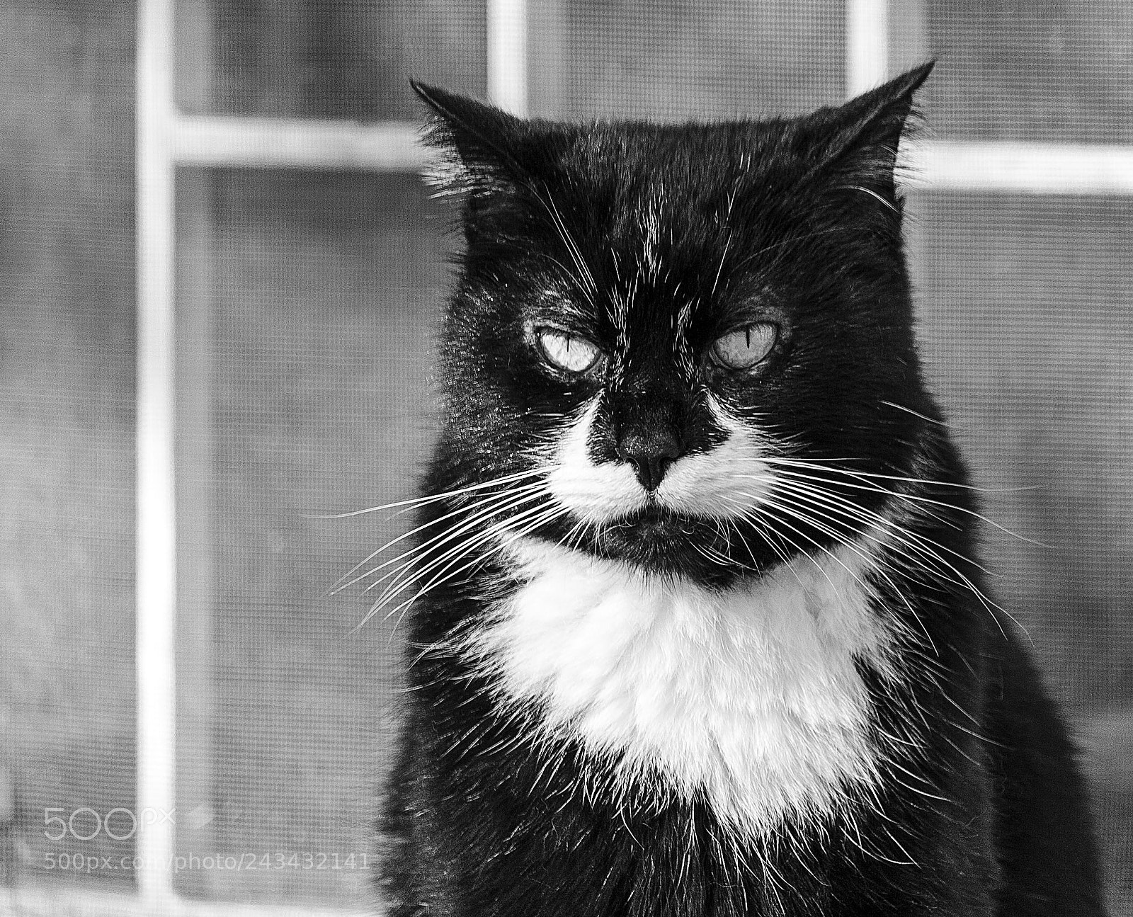 Canon EOS 1000D (EOS Digital Rebel XS / EOS Kiss F) sample photo. B&w photography