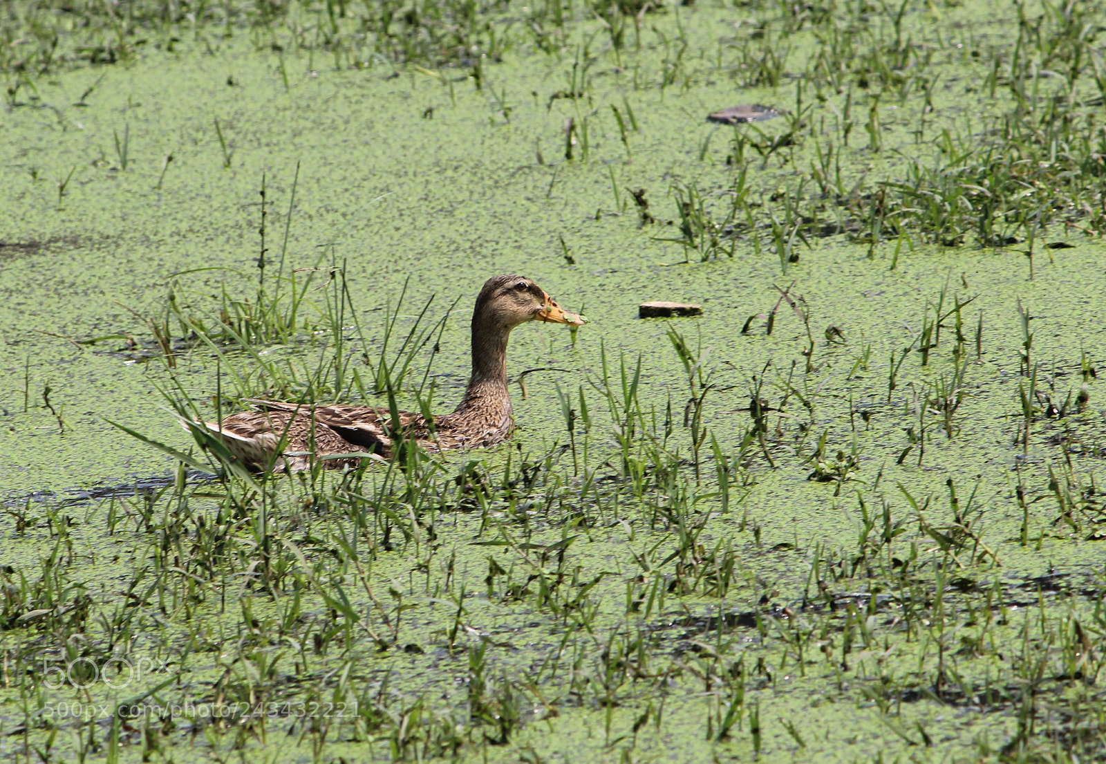 Canon EOS 1300D (EOS Rebel T6 / EOS Kiss X80) sample photo. Duck photography