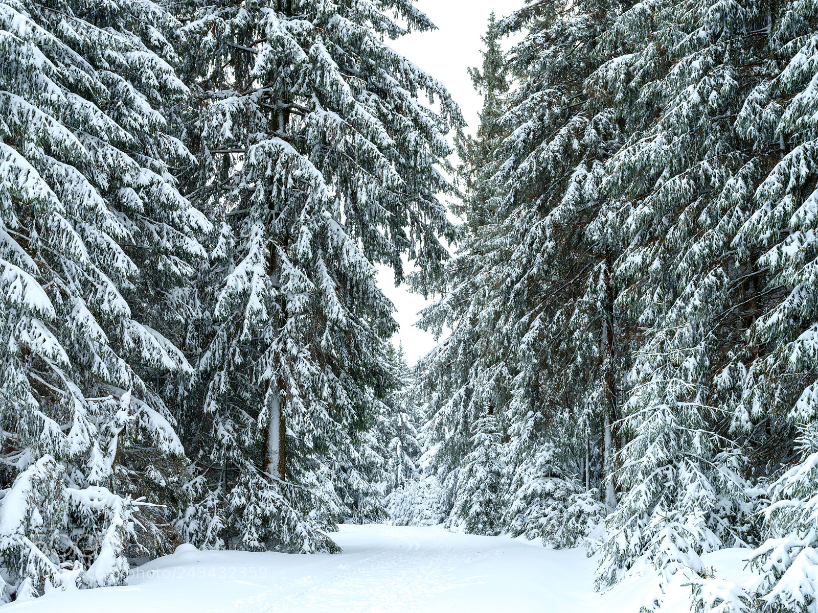 Fujifilm GFX 50S sample photo. Snow in the harz photography
