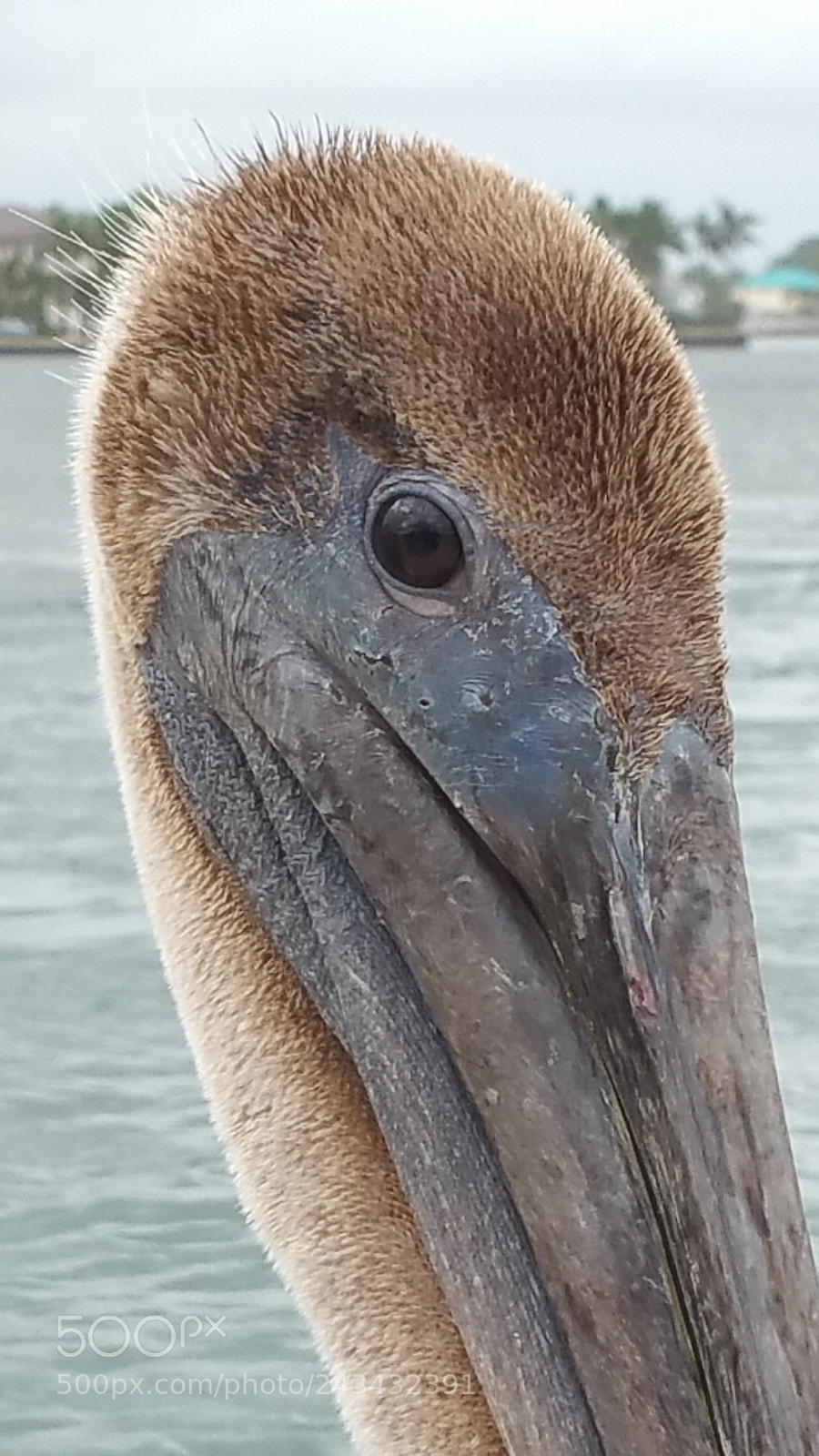 Samsung Galaxy Note4 sample photo. 20180121_090323.jpg photography