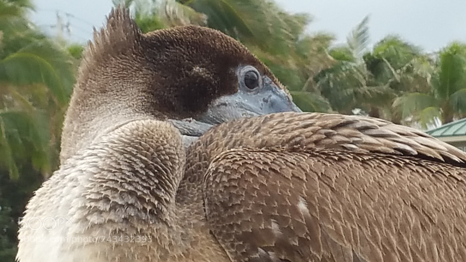 Samsung Galaxy Note4 sample photo. 20180121_090410.jpg photography