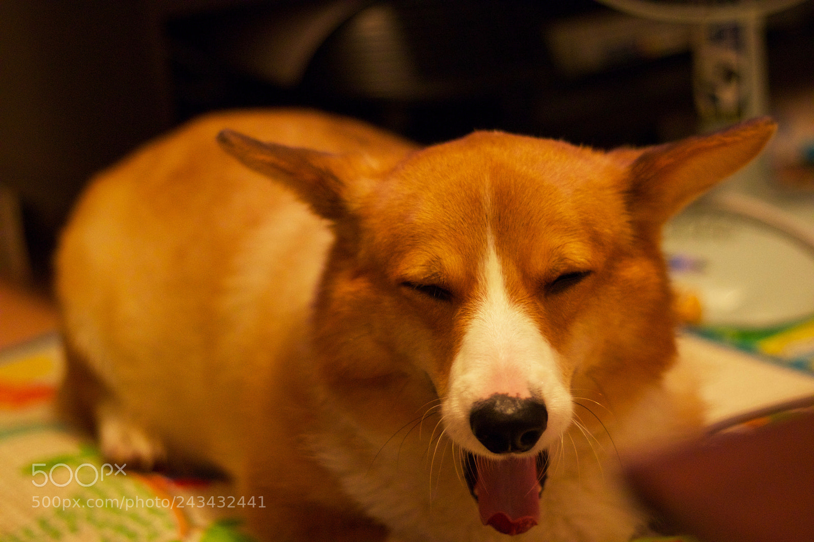 Canon EOS 800D (EOS Rebel T7i / EOS Kiss X9i) sample photo. The corgi photography