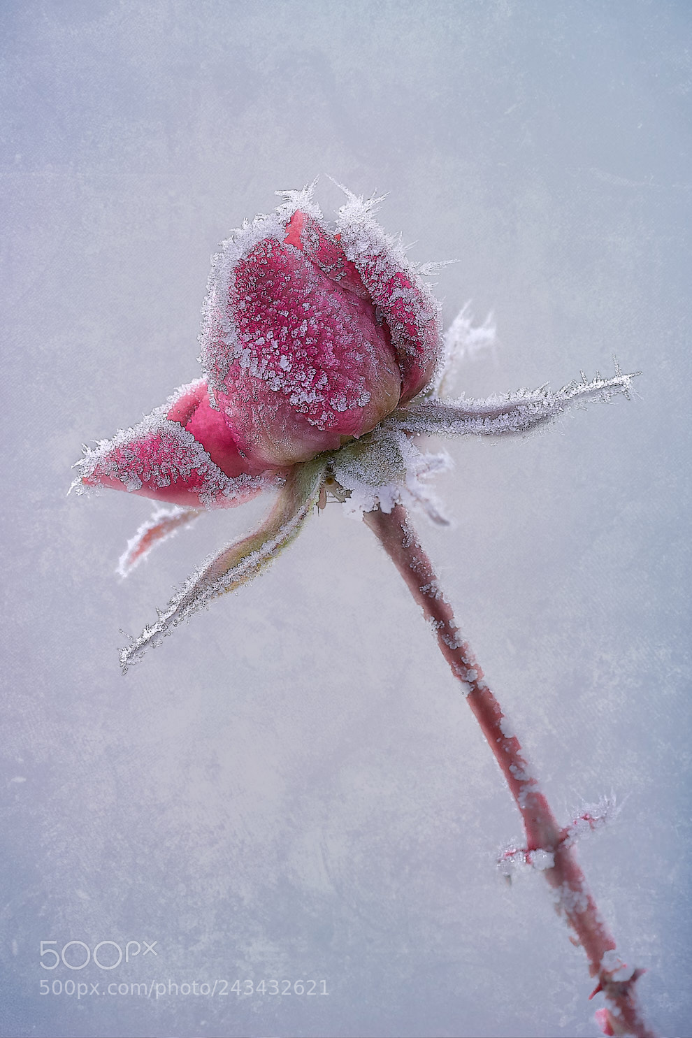 Nikon D7500 sample photo. La rose venue du photography
