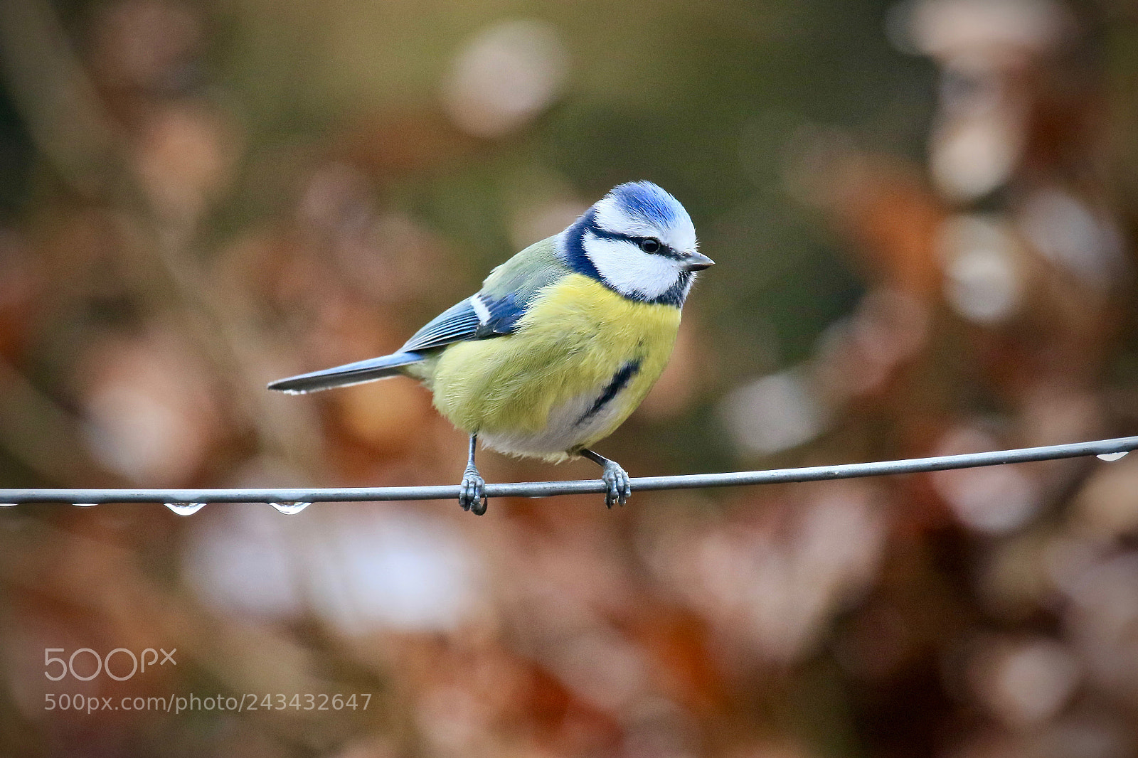 Canon EOS 7D Mark II sample photo. Blue tit blaumeise in photography