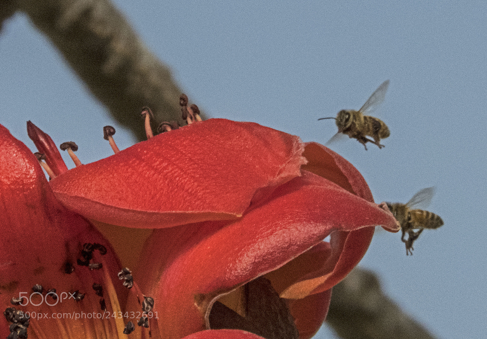 Nikon Coolpix B700 sample photo. Bee photography