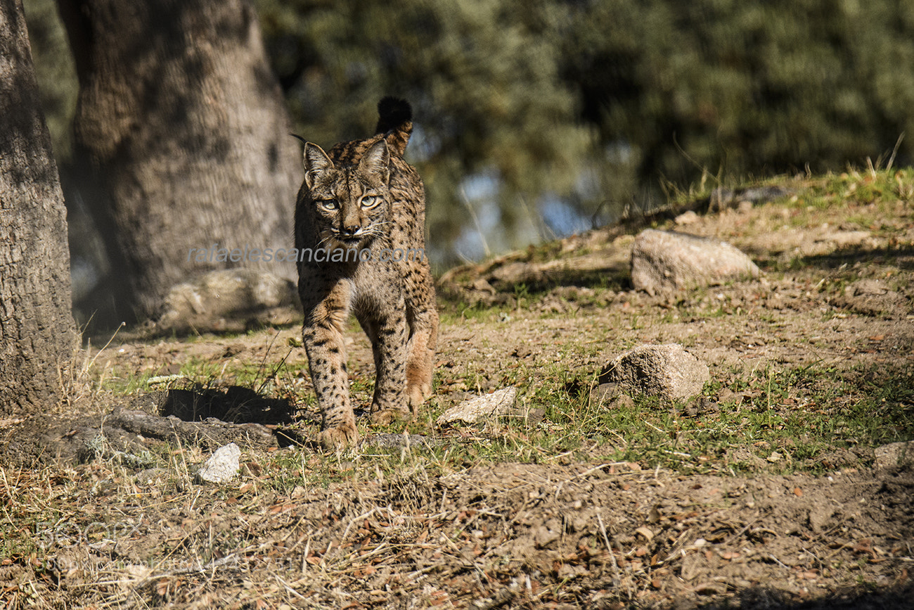 Nikon D500 sample photo. Lince-rafaelescanciano.com photography