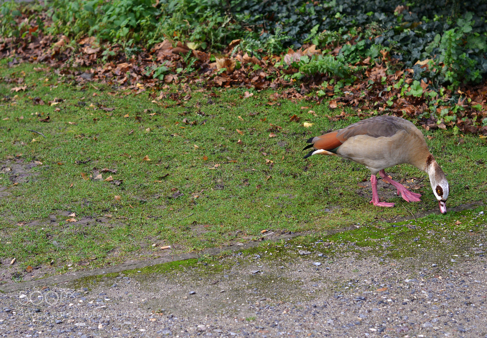 Nikon D610 sample photo. Bird enjoying beautiful day photography