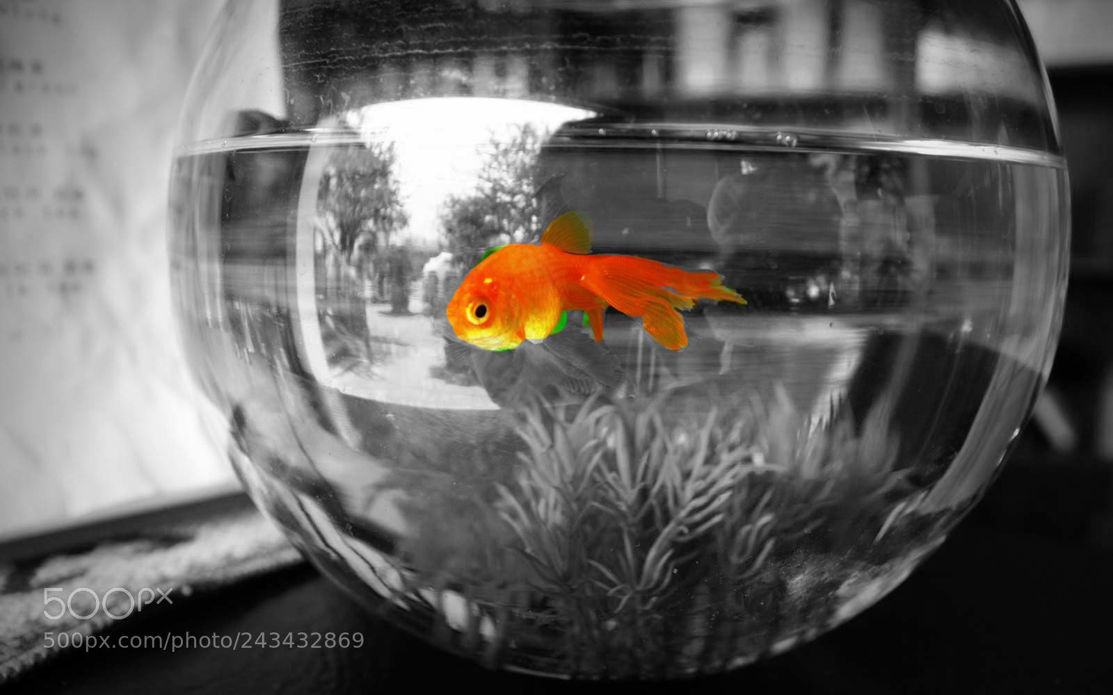 Canon EOS 400D (EOS Digital Rebel XTi / EOS Kiss Digital X) sample photo. Gold fish photography