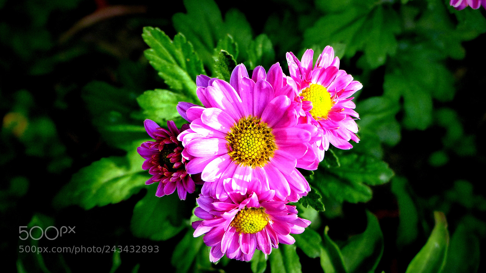Panasonic Lumix DMC-FZ200 sample photo. Aster. photography