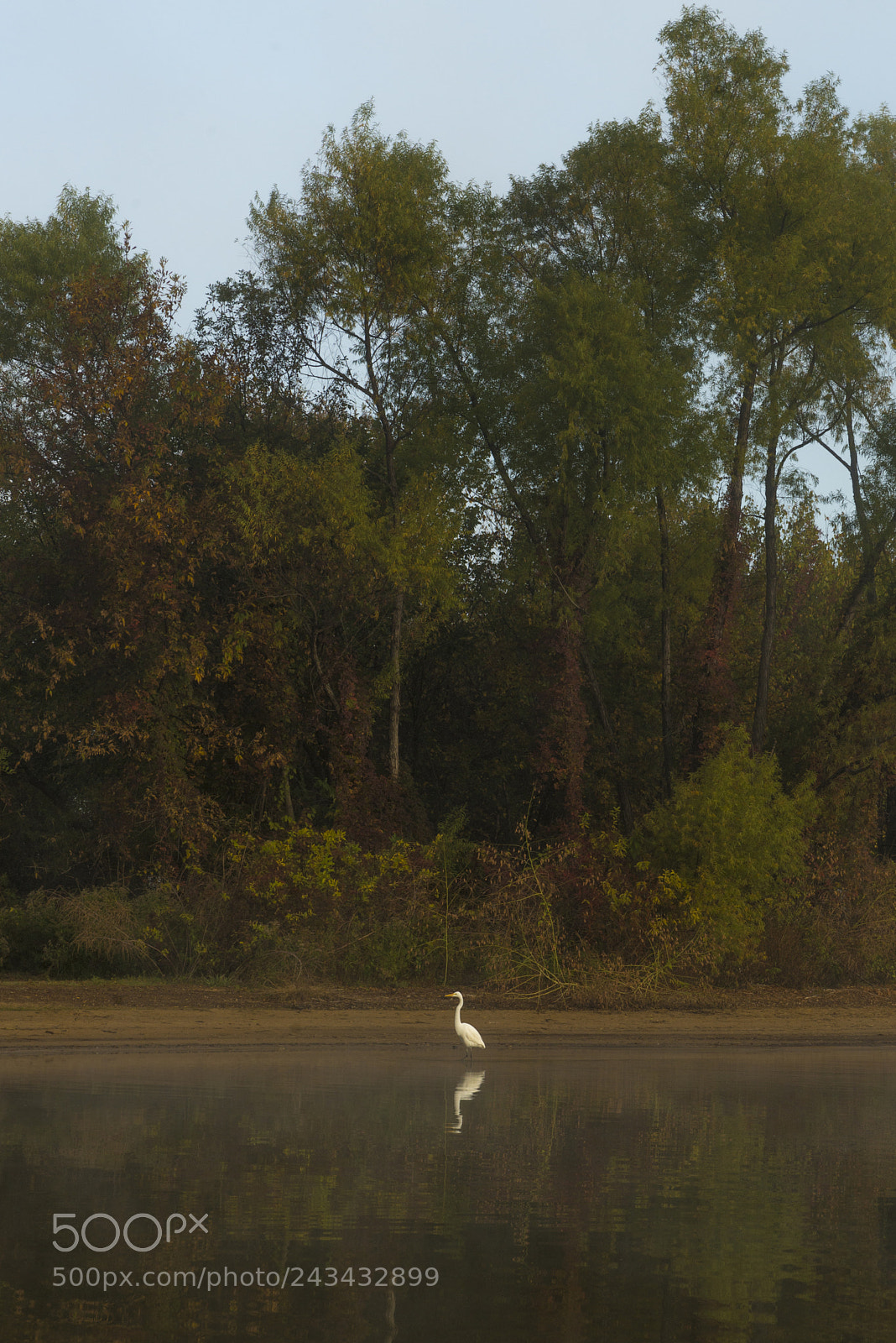 Nikon D800 sample photo. Crane among trees photography